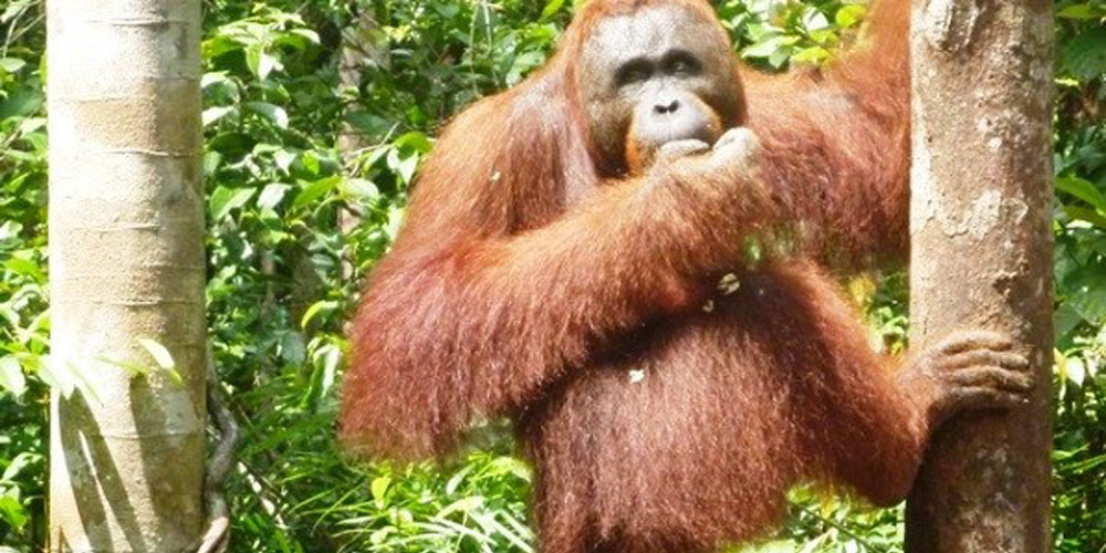 Indonesia/Malaysia 2013: Orangutans
