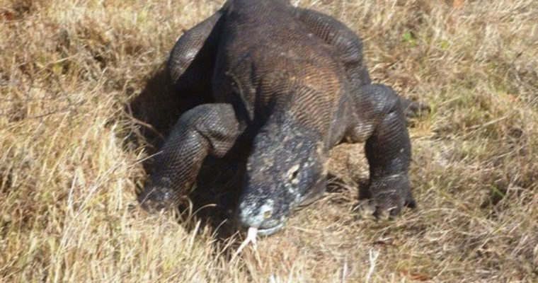 Indonesia 2013: Komodo Dragons