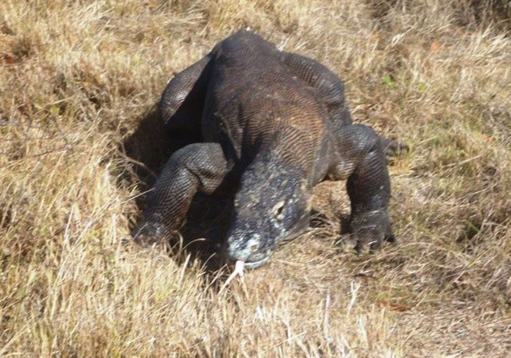 Indonesia 2013: Komodo Dragons