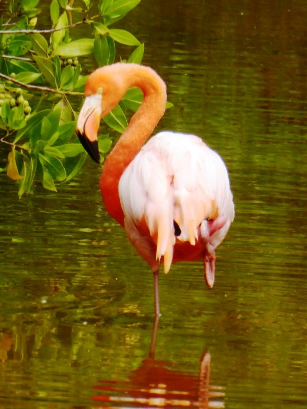 Galapagos Flamingo